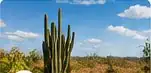 Cactos da Caatinga