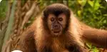 Macaco-prego